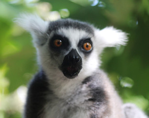 Ring tailed lemur