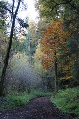 Herbstlicher Wald