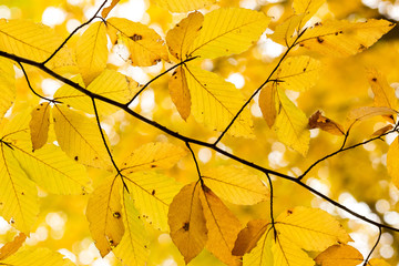 season, botany, background concept. bright yellow leaves of elongated forms with dark dots of burns and even with holes that was made by ruthless summer sun