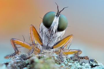 Extreme sharp and detailed closeup macro of robber fly