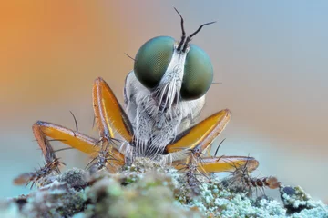 Foto op Plexiglas Extreme sharp and detailed closeup macro of robber fly © Sebastian