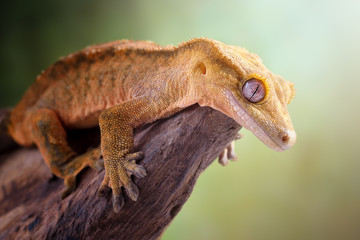 Crested gecko/Correlophus ciliatus closeup