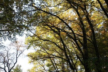 Herbstlicher Wald