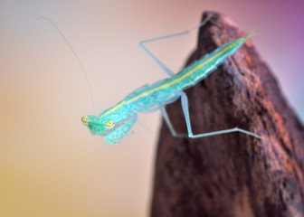 Amazing cyan colorful Tropidomantis mantis macro on wooden subsoil