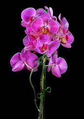 Phalaenopsis aphrodite orchid, isolated 