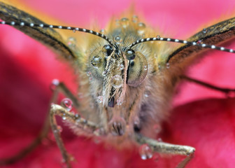 Amazing sharp and detailed closeup of polish butterfly with dew