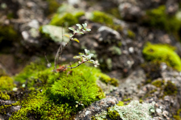 Obraz na płótnie Canvas micro life, researching, environment concept. close up of rock that is covered by green and fluffy moss and other different plants that growing in its notches like