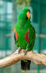 Abyssinian lovebird