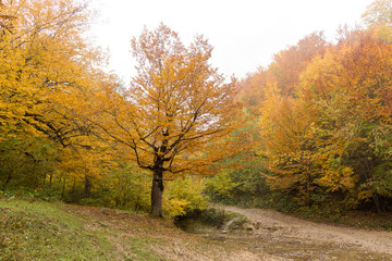 ecological problems, environment protection, walking concept. among high trees covered red and orange leaves there is little stream created with last rain waters