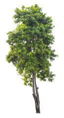 Isolated tropical tree