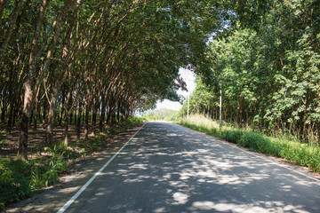 Thailand street thouth nature, province udon thani tropical light and rubber trees beside