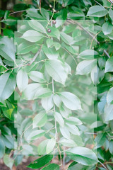 Leaves texture. Greenery background. Leaves frame.