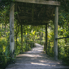 Fiji jungle trail