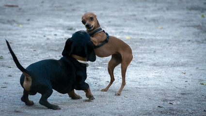 Dos perros cachorros de menos de un año jugando juntos al pilla pilla