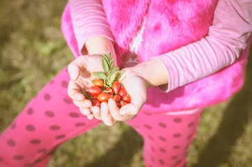 healthy red raw rose hip in hands