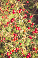 red rose hip bush