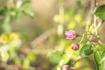 red autumn rose hip fruit and rose flower