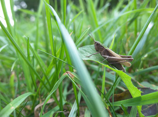 Grasshopper