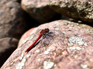 Dragonfly on the stone
