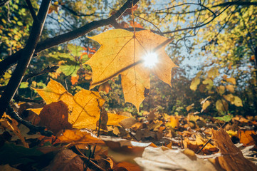 Golden autumn landscape on sunny day