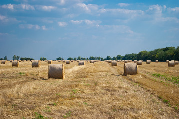 Round yellow stacks of hay dry straw, mown grass lie on the field in a bright summer sunny day, against a background of blue sky with clouds and green trees