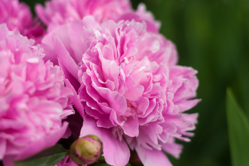 Group of pink peonies in the garden in the summer. Closeup of beautiful purple Peony flower.