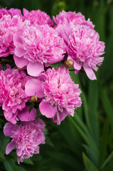 Group of pink peonies in the garden in the summer. Closeup of beautiful purple Peony flower.