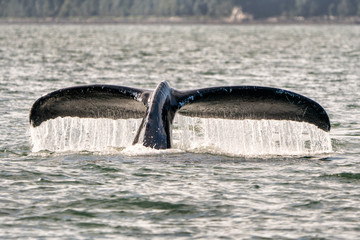 Whale Tail close up - 173297902