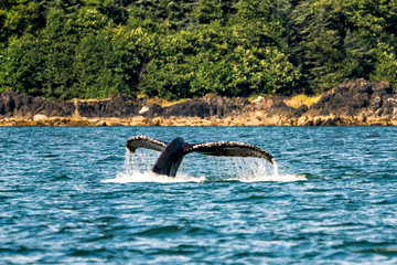 Whale Tail in Alaska - 173297927