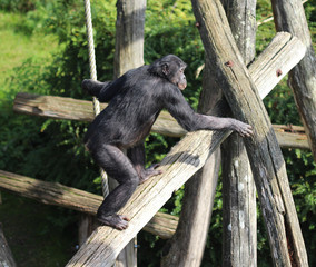 bonobo