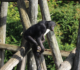 bonobo