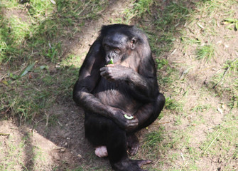 bonobo