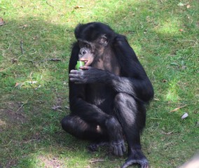 Fototapeta premium bonobo