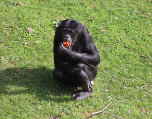 bonobo