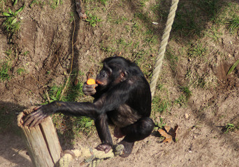 bonobo