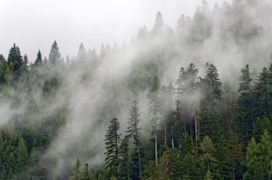 Nebel im Bergwald © leopold