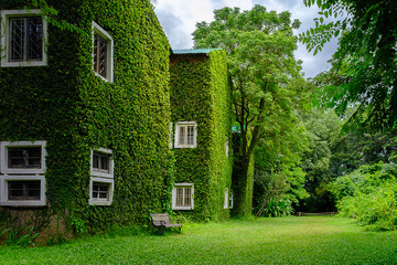 building covered with green ivy - Powered by Adobe
