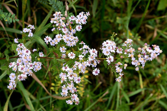 Yarrow Achillea millefolium Aster family (Asteraceae) wild Illinois flower