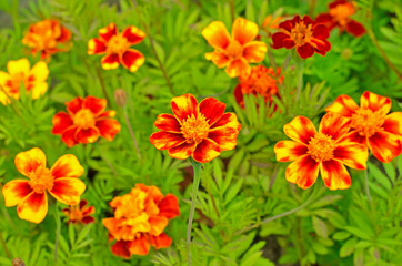 Tagetes flowers