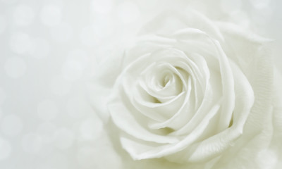 white rose and bokeh for soft background use