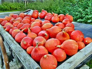 Ein Wagen voller roter Kürbis
