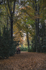 Fototapeta premium Autumn leaves in the park