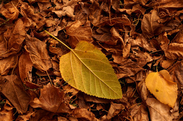Autumn etude from fallen leaves