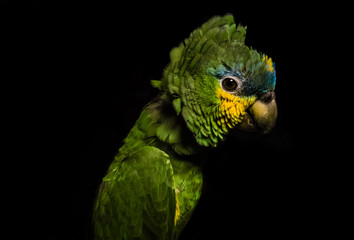 The Parrot