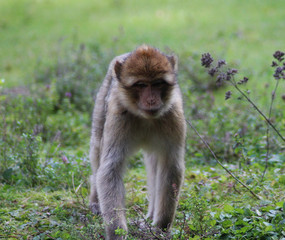 Naklejka na ściany i meble Barbary macaque (Macaca sylvanus)