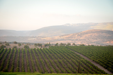 Fototapeta na wymiar View of the Golan Heights in the summer .