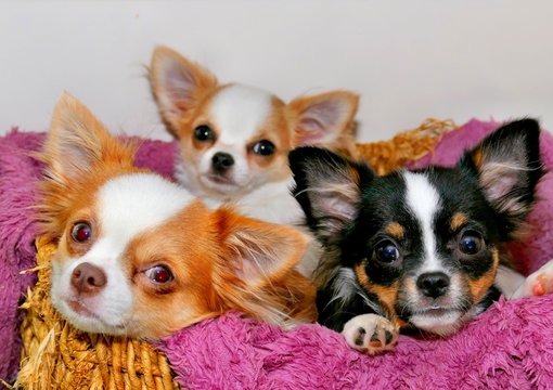 Eine Gruppe von drei Chihuahuas in einem Korb sitzend
