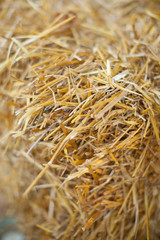 country lifestyle, background, environment concept. close up of dry grass called as everybody know hay, photographed with focus in the center and blured edges
