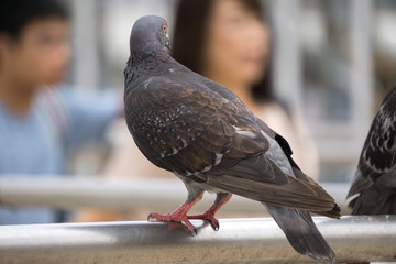 ハト