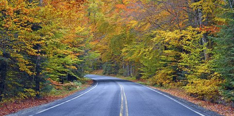 Autumn foliage, road through the forest in Fall colors